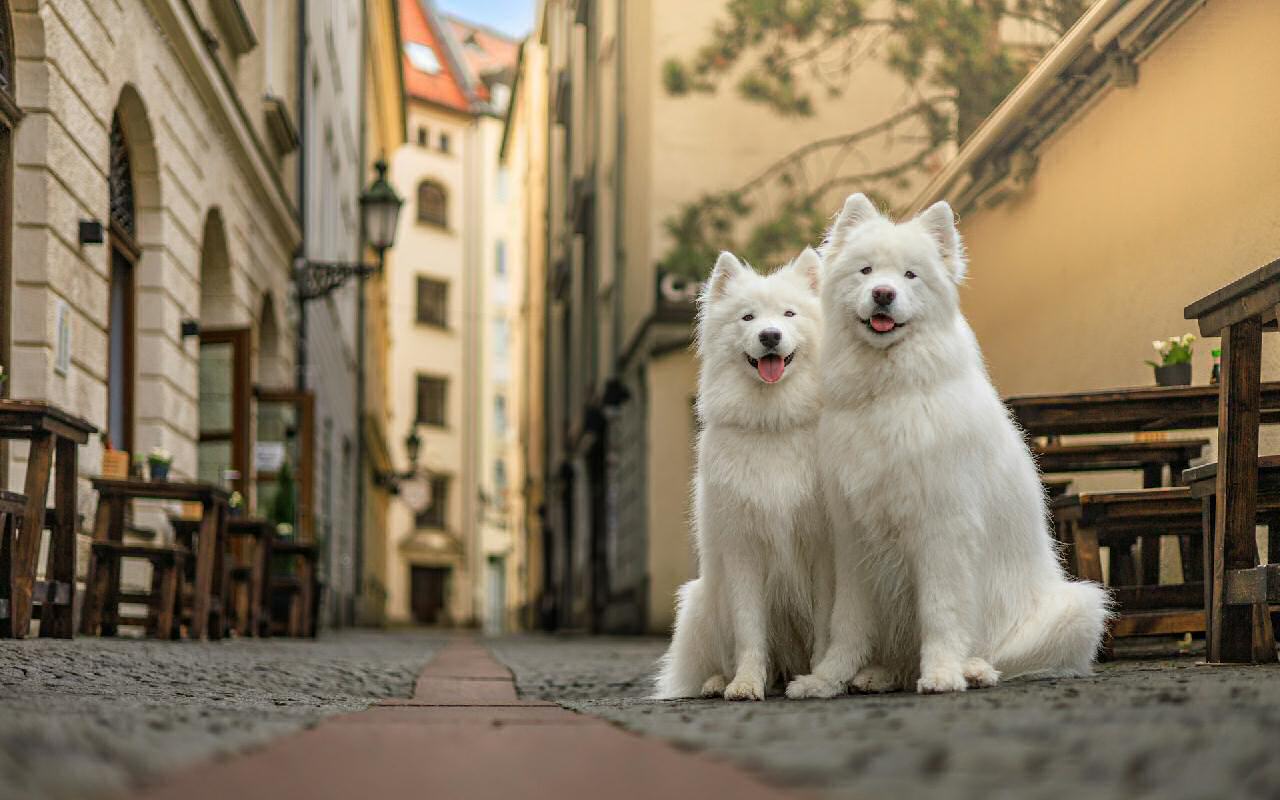Two Samoyed dogs in a München street