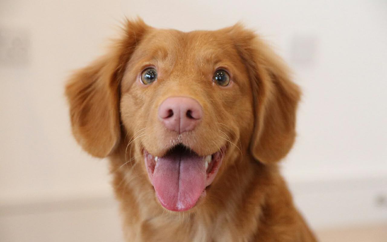 Puppy