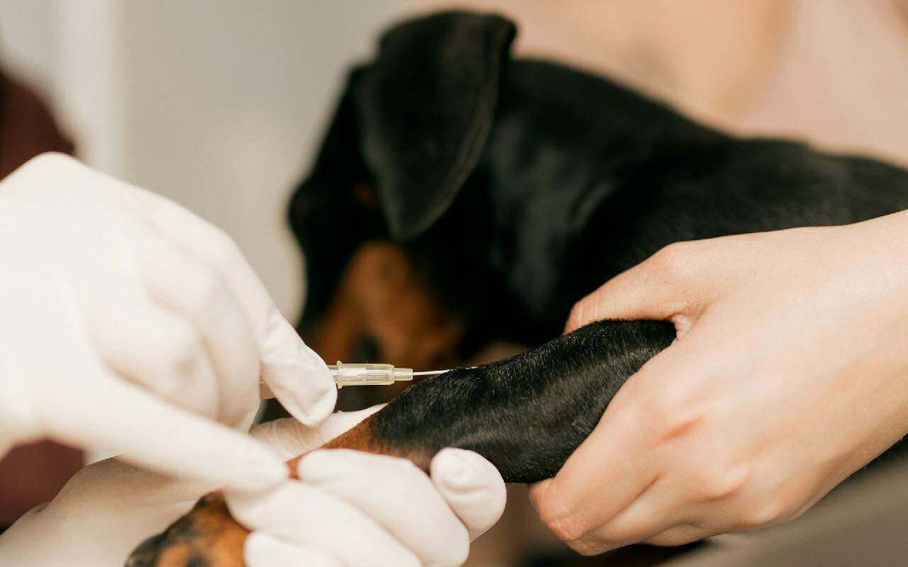 rottweiler puppy receiving a vaccination by injection