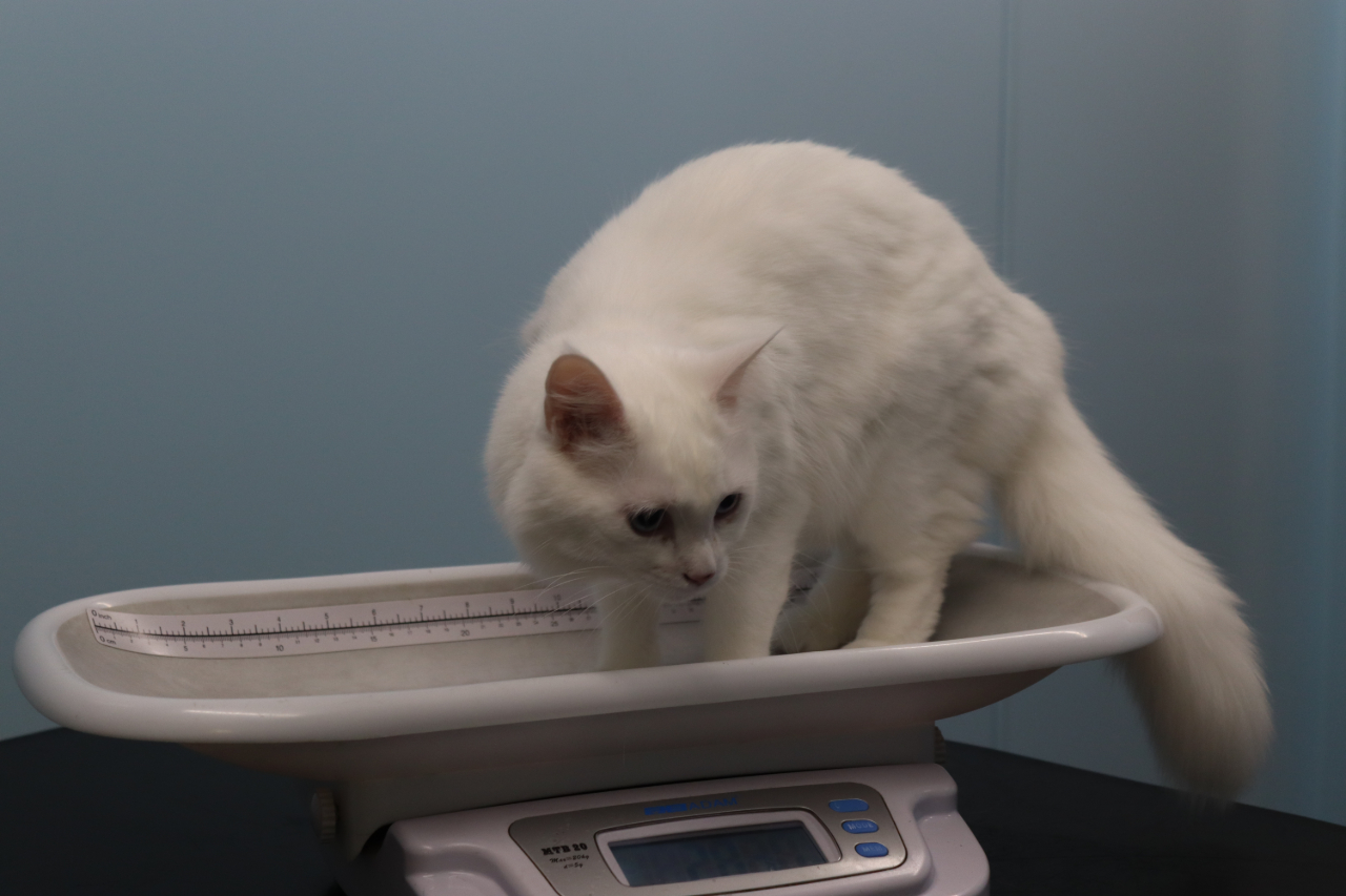 A cat climbing into a scales